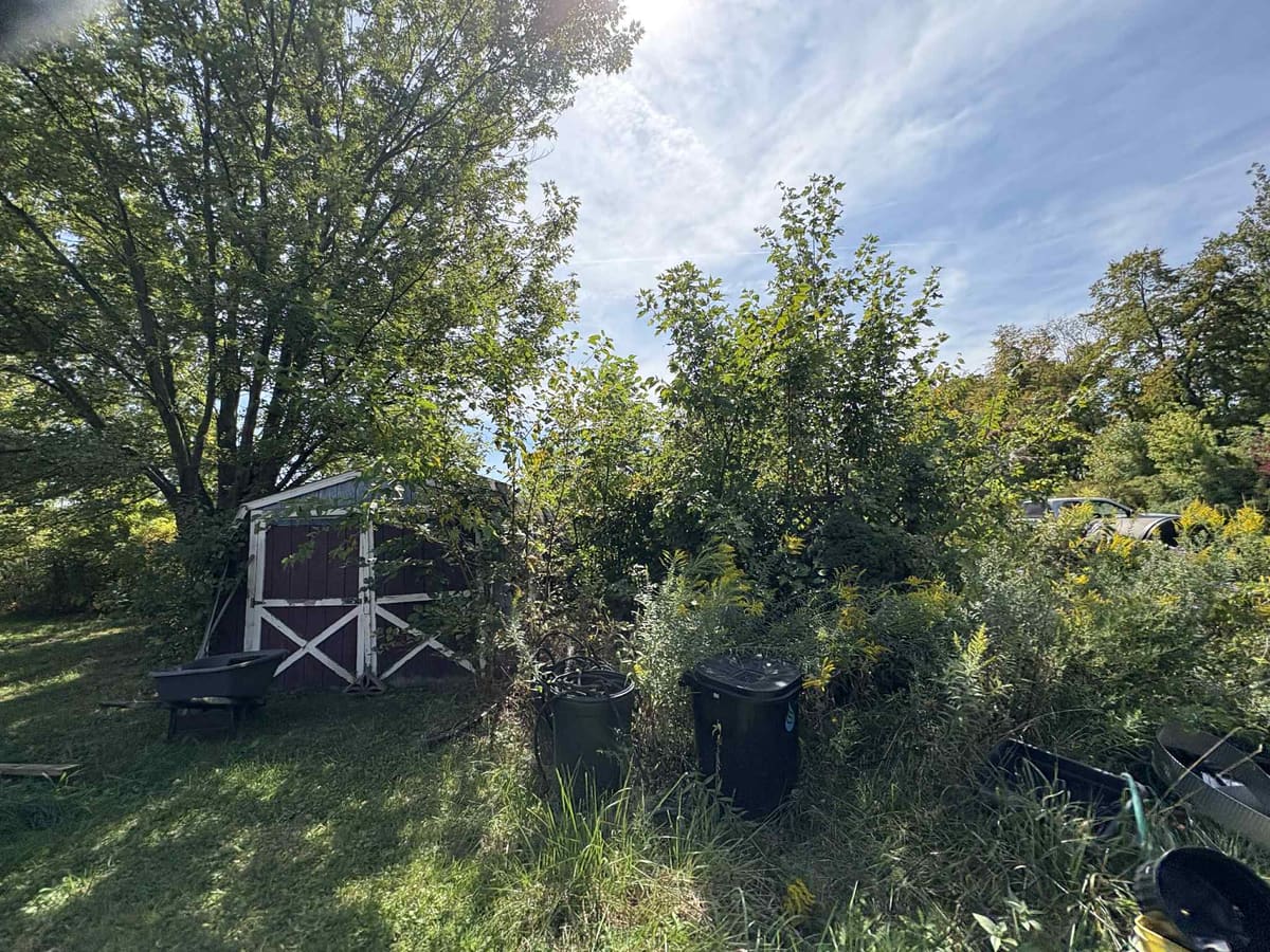 Heavy brush and tall weeds grown up around a shed